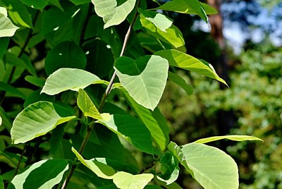 Magnolia acuminata - šácholan přišpičatělý - větévka s listy